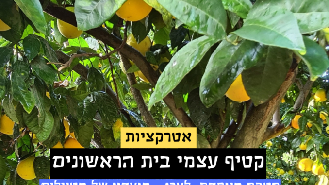 קטיף עצמי בית הראשונים